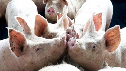 Exportação de carne suína do Brasil bateu novo recorde em 2025