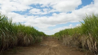 Produtividade da cana cresceu 26,6% no Centro-Sul em dezembro, diz CTC 