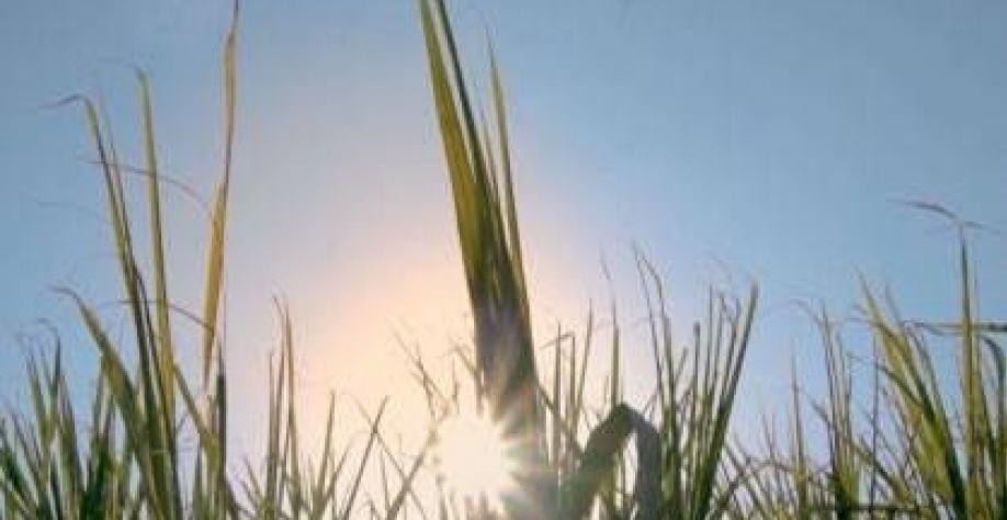 Novas perspectivas para o etanol: muito além do uso automotivo