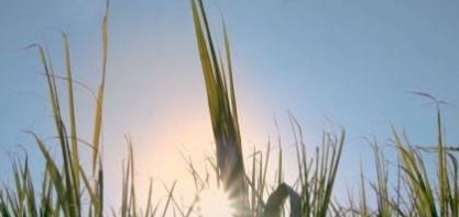 Novas perspectivas para o etanol: muito além do uso automotivo