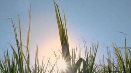 Novas perspectivas para o etanol: muito além do uso automotivo