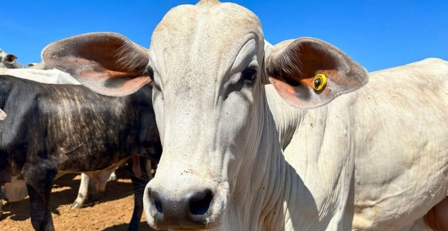 A grande incerteza para a carne bovina em 2026