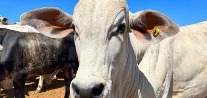 A grande incerteza para a carne bovina em 2026