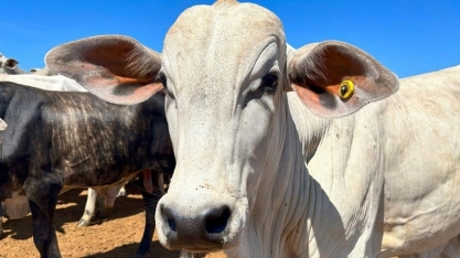 A grande incerteza para a carne bovina em 2026