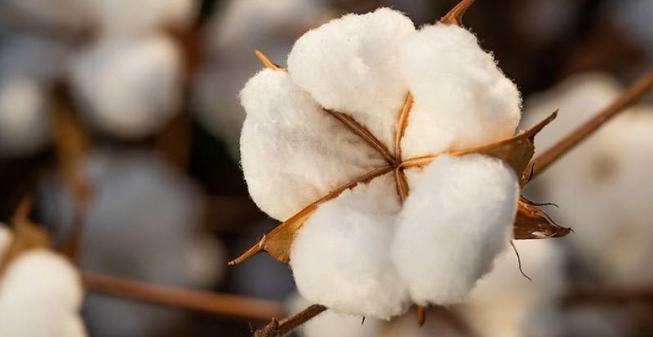 Brasil atinge novo recorde de exportação de algodão