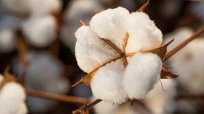 Brasil atinge novo recorde de exportação de algodão
