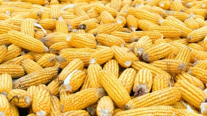 Etanol de milho acende alerta em ano já desafiador para usinas