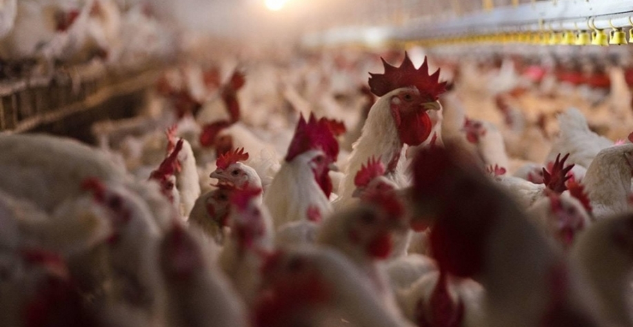 EUA registram dois novos casos de gripe aviária em granjas comerciais