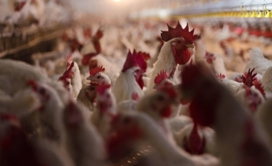 EUA registram dois novos casos de gripe aviária em granjas comerciais