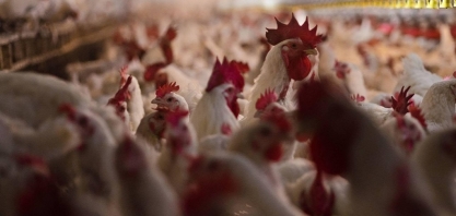 EUA registram dois novos casos de gripe aviária em granjas comerciais