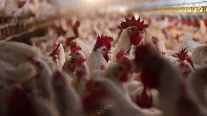 EUA registram dois novos casos de gripe aviária em granjas comerciais