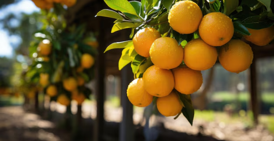 Clima adverso e greening reduzem projeção da safra de laranja 2025/26