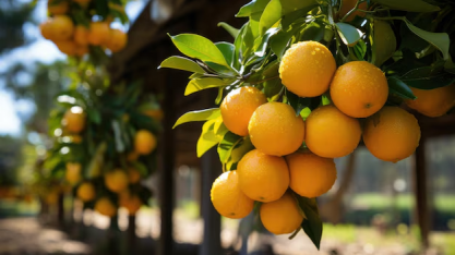 Clima adverso e greening reduzem projeção da safra de laranja 2025/26