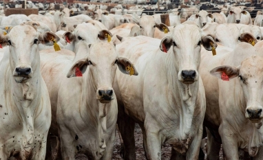Exportações de gado vivo voltam a superar 1 milhão de cabeças