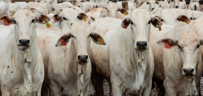 Exportações de gado vivo voltam a superar 1 milhão de cabeças