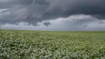 Chuvas persistentes afetam a colheita da soja em Mato Grosso 