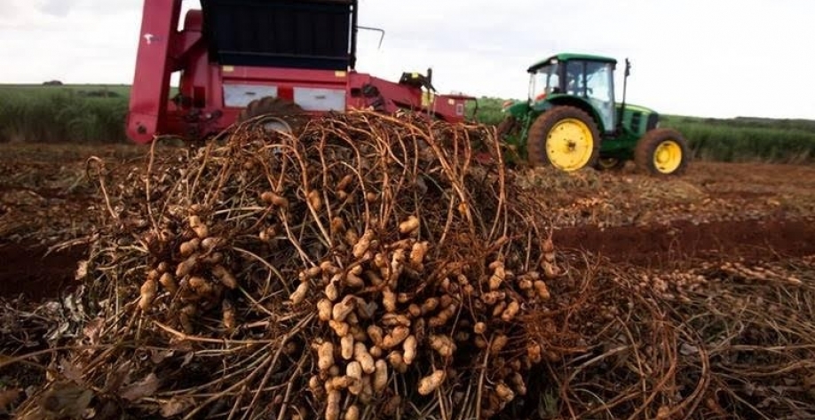 Exportação de amendoim cresce, mas produtores têm prejuízos