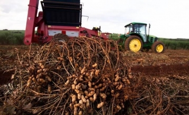 Exportação de amendoim cresce, mas produtores têm prejuízos
