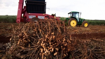 Exportação de amendoim cresce, mas produtores têm prejuízos