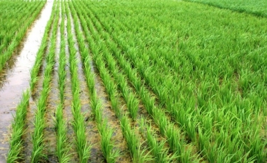 Preço do arroz para de cair e pode já ter atingido seu mínimo 