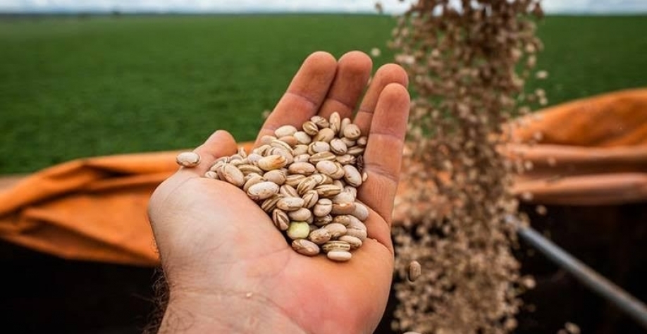 Valor Bruto da Produção agropecuária recuou 3,62% em janeiro