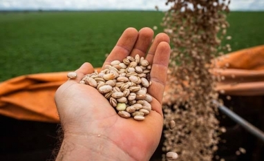 Valor Bruto da Produção agropecuária recuou 3,62% em janeiro