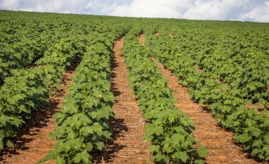 Preço do algodão avança mesmo com ritmo de negócios mais lento