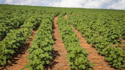 Preço do algodão avança mesmo com ritmo de negócios mais lento