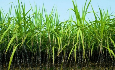 NE: Produtores de cana pedem subvenção após prejuízos com tarifaço dos EUA