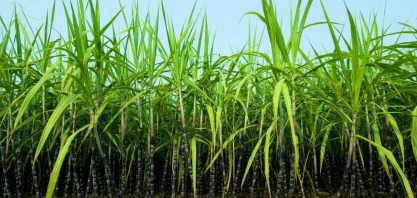 NE: Produtores de cana pedem subvenção após prejuízos com tarifaço dos EUA