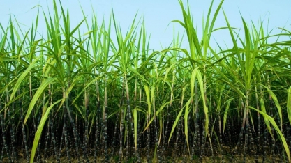 NE: Produtores de cana pedem subvenção após prejuízos com tarifaço dos EUA