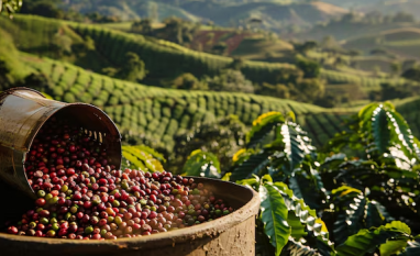 Clima favorece lavouras de café e preços do grão recuam no Brasil