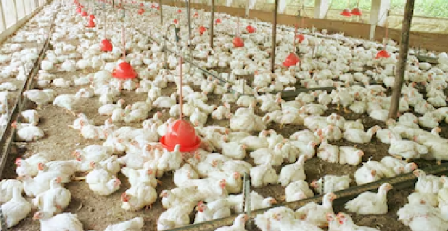 Seara, da JBS, compra duas granjas da Céu Azul em SP