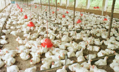 Seara, da JBS, compra duas granjas da Céu Azul em SP