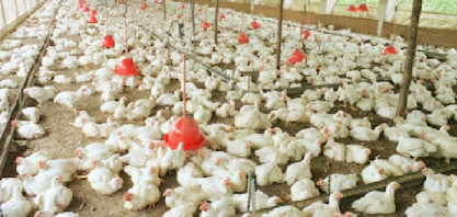 Seara, da JBS, compra duas granjas da Céu Azul em SP