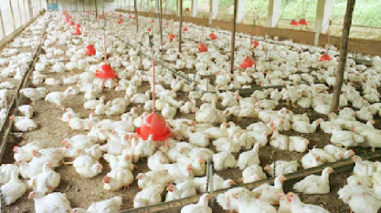 Seara, da JBS, compra duas granjas da Céu Azul em SP