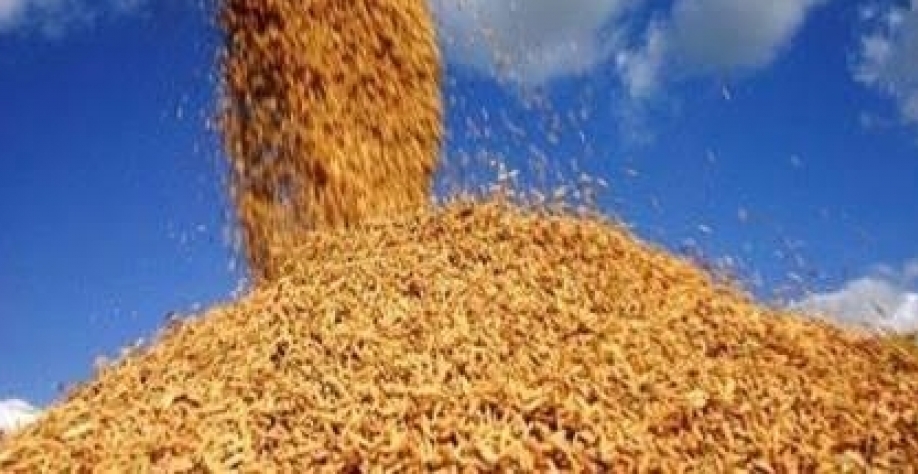 Governo anuncia auxílio de R$ 73,6 milhões a produtores de arroz