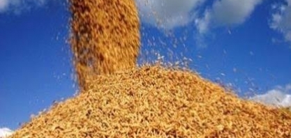 Governo anuncia auxílio de R$ 73,6 milhões a produtores de arroz