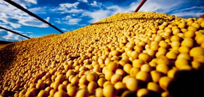 Empresas de cultivo de soja lideram as recuperações judiciais no campo