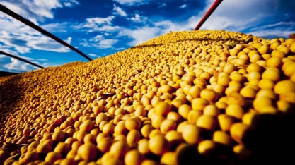 Empresas de cultivo de soja lideram as recuperações judiciais no campo