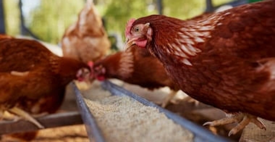 Argentina detecta surto de gripe aviária e suspende exportações do setor