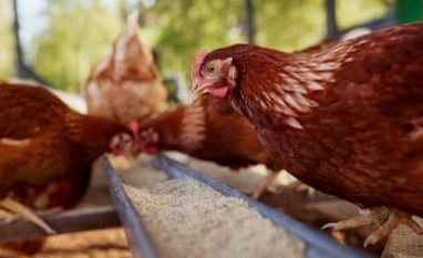 Argentina detecta surto de gripe aviária e suspende exportações do setor