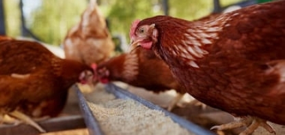 Argentina detecta surto de gripe aviária e suspende exportações do setor