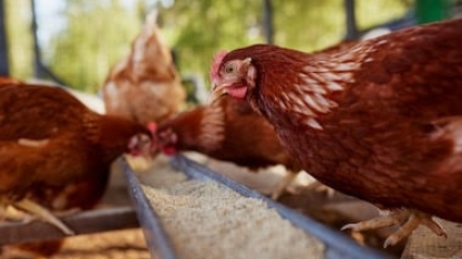 Argentina detecta surto de gripe aviária e suspende exportações do setor