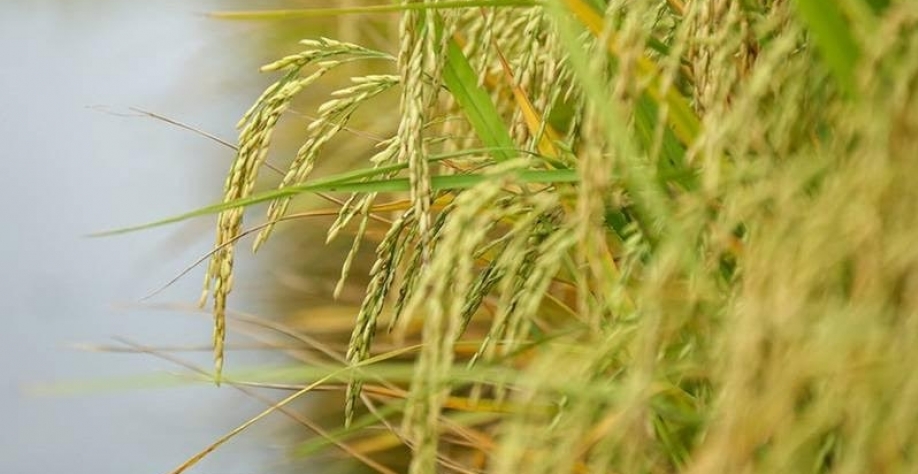 Área plantada com arroz no RS caiu 8% na safra 2025/26