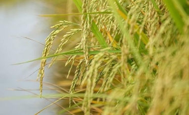 Área plantada com arroz no RS caiu 8% na safra 2025/26