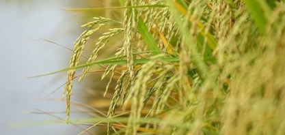 Área plantada com arroz no RS caiu 8% na safra 2025/26