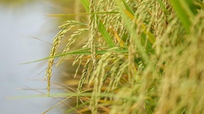 Área plantada com arroz no RS caiu 8% na safra 2025/26