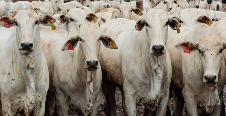 Arroba de boi fica mais cara para mercado interno e externo