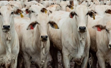 Arroba de boi fica mais cara para mercado interno e externo